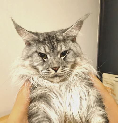 缔美猫粮的档次如何?它的口感和营养成分怎么样?