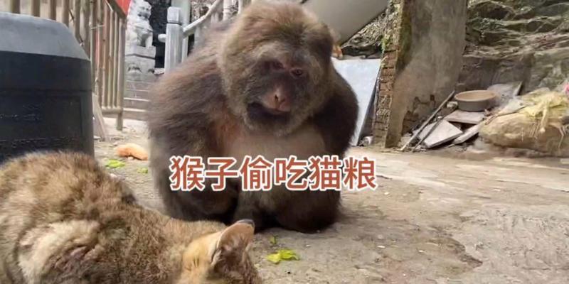 猴子偷吃猫粮如何防范？解决措施有哪些？