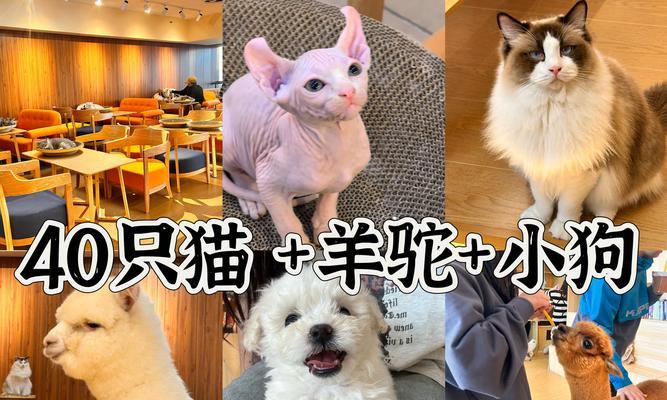 驯服猫和羊驼的方法有何不同？各自的难点在哪里？