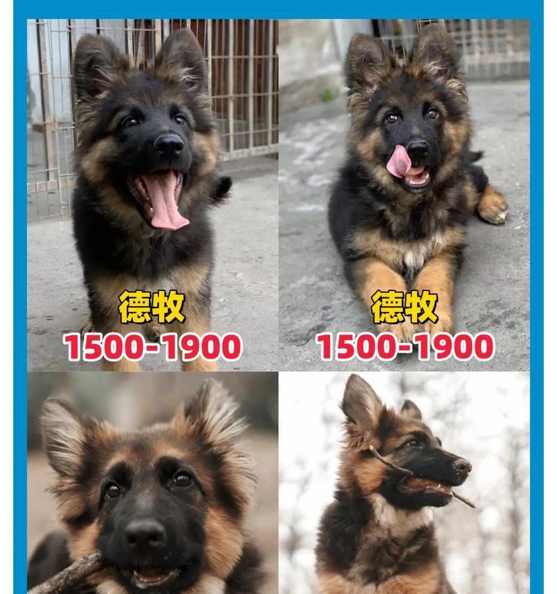 翼城小德牧的价格是多少？