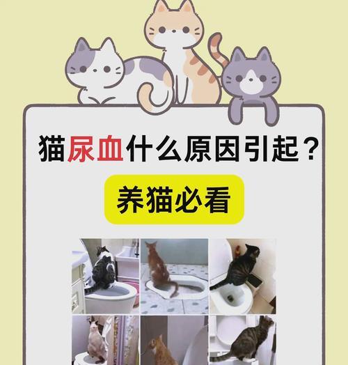 湿粮猫粮导致拉稀的原因和预防措施是什么？