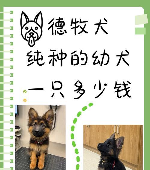 德牧成年犬疫苗价格是多少？一针能持续多久？