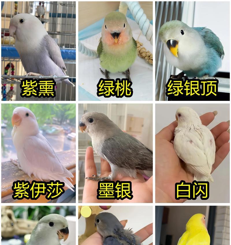 哪种宠物鹦鹉更容易饲养?