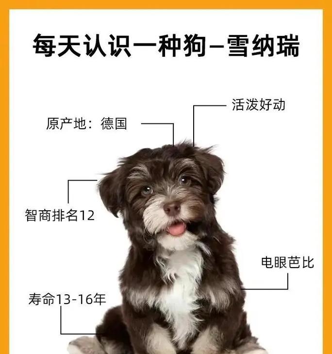 雪纳瑞幼犬羊奶粉的正确喂食量是多少?