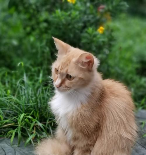 猫粮从地上长出来的猫有特别的名字吗?这是什么现象?