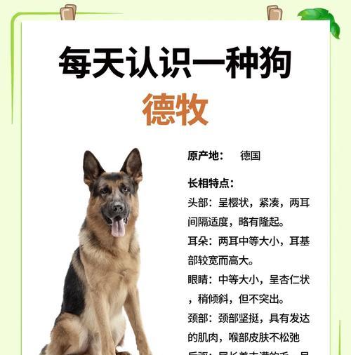 滑县狗市场德牧价格?如何判断价格是否合理?