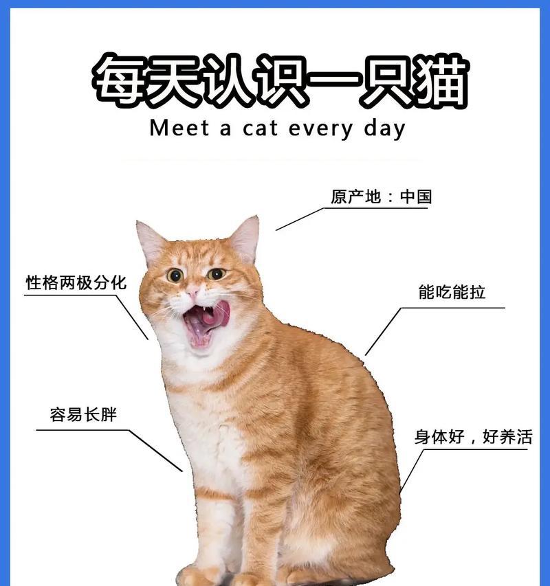 橘猫不食猫粮时应提供哪些食物?