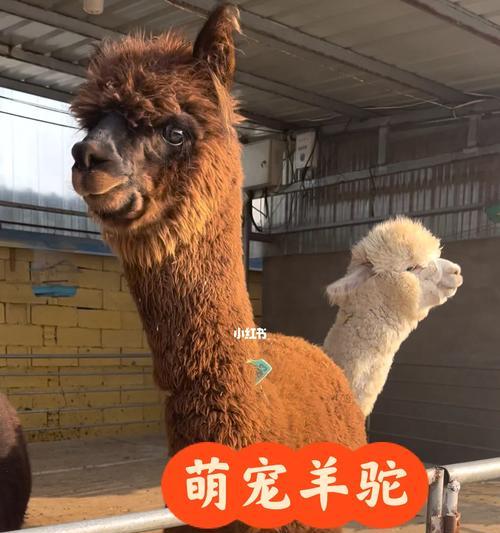 羊驼的市场价格是多少?