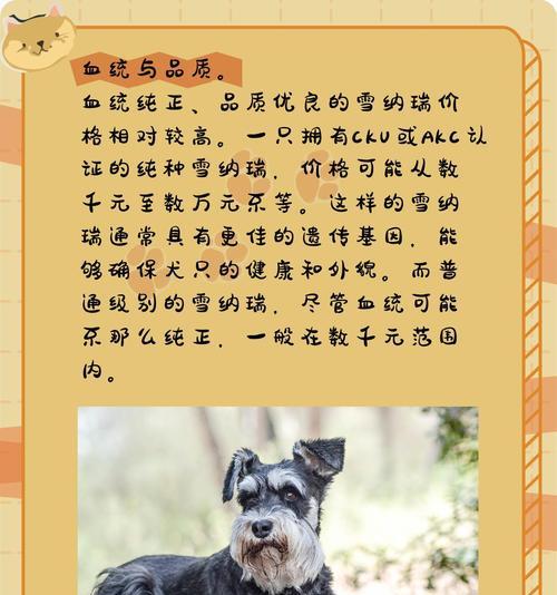 凌海雪纳瑞的售价是多少?如何挑选健康的雪纳瑞?