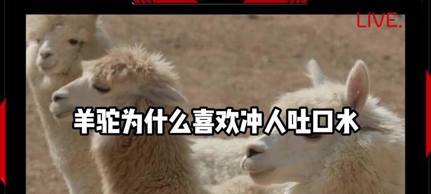 拉羊驼屎时应该注意哪些问题?