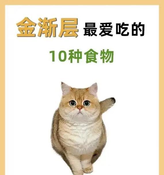 金渐层猫咪拒绝猫粮还能吃什么?有哪些替代食物?