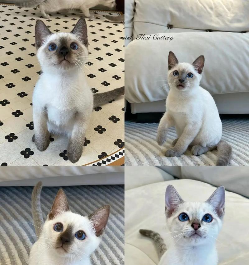 暹罗猫适合吃虎斑猫粮吗?喂食时应注意什么?