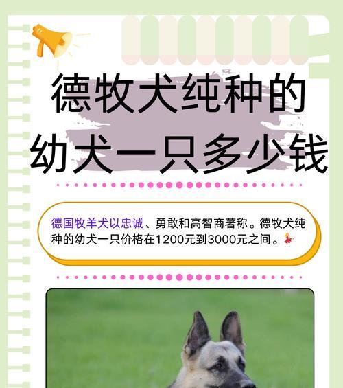 杭州同城领养德牧需要多少钱?领养流程是怎样的?