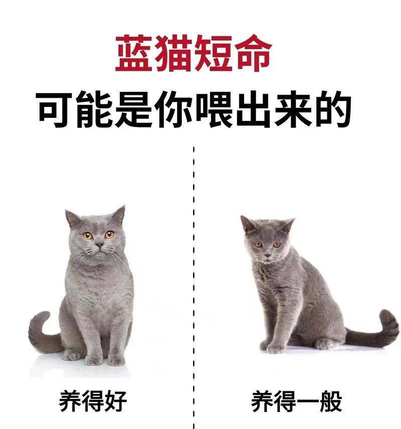 长毛蓝猫不吃猫粮不喝水怎么办?如何解决长毛蓝猫的饮食问题?