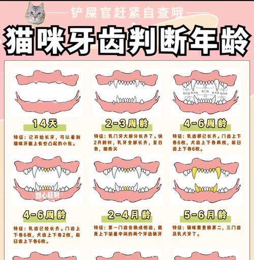 猫咪换牙期间能否吃猫粮?换牙对猫咪进食有何影响?