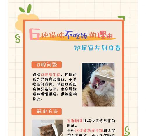 猫咪五秒不吃猫粮该如何应对?