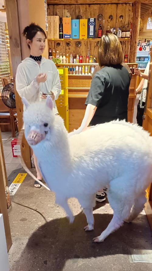 羊驼身上的毛毛是什么材质?