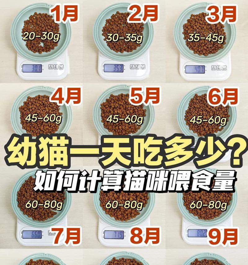 幼猫吃猫粮困难是正常吗?可能的原因是什么?
