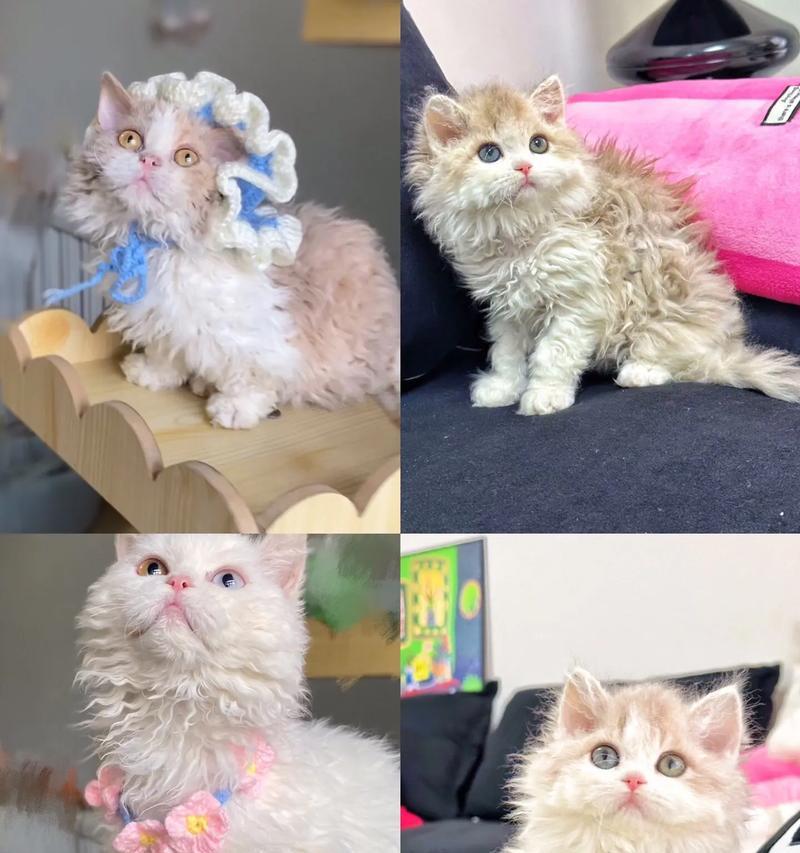 赛凯猫适合哪种猫粮？