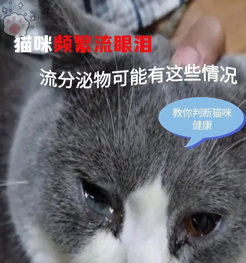 换猫粮导致流泪?原因何在?