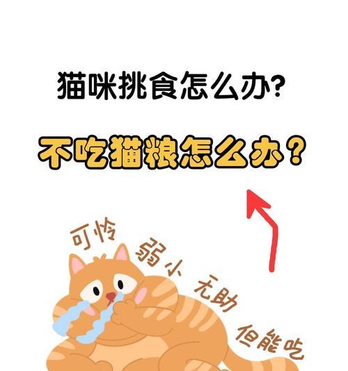 猫粮在手里不吃?是食物问题还是猫咪健康问题?