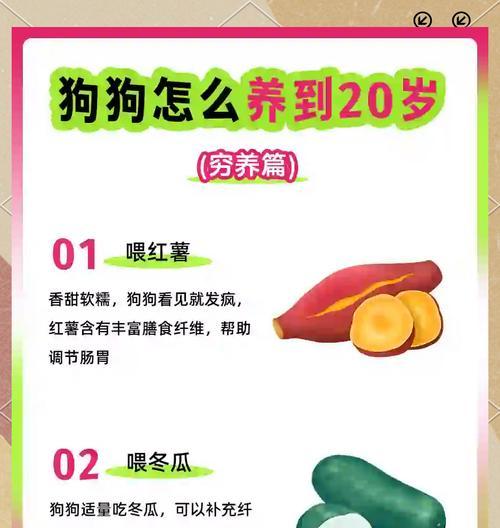 宠物狗需要哪些基础营养品?如何确保营养均衡?