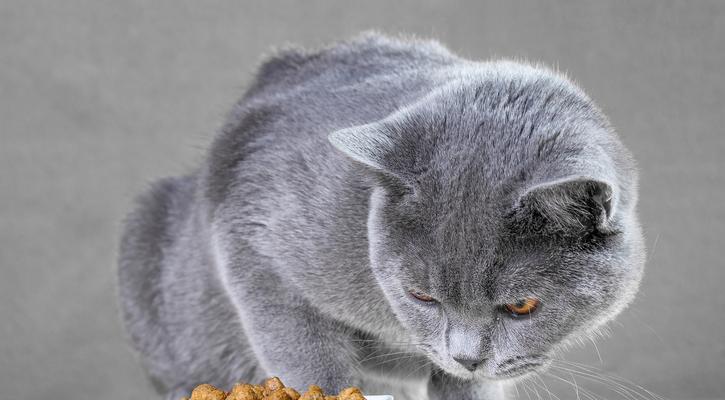猫粮会导致宠物猫“喝醉”吗?