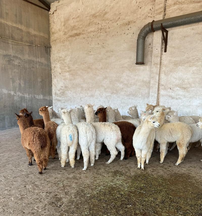 羊驼2.9.3效果怎么样?新版本有哪些改进和特点?