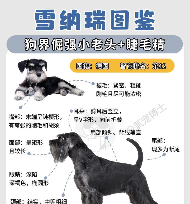 在深圳养雪纳瑞的月开销是多少?