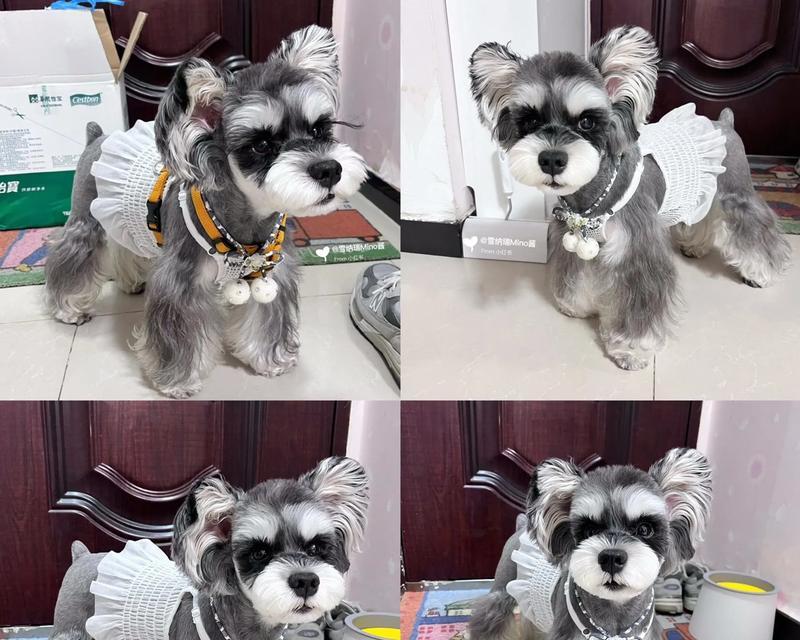 佳木斯花鸟鱼市雪纳瑞的价格是多少?购买时应注意什么?