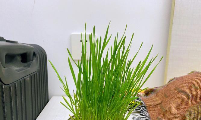 买猫粮赠的猫薄荷是什么?猫薄荷对猫有什么作用?