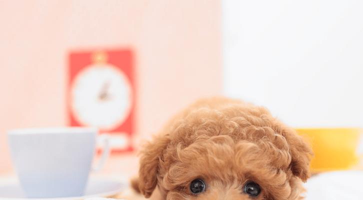 狗狗发情期应该吃什么粮?有何推荐?