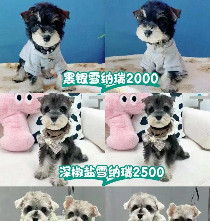 巨型雪纳瑞售卖多少钱?被坑了的猫粮怎么处理?
