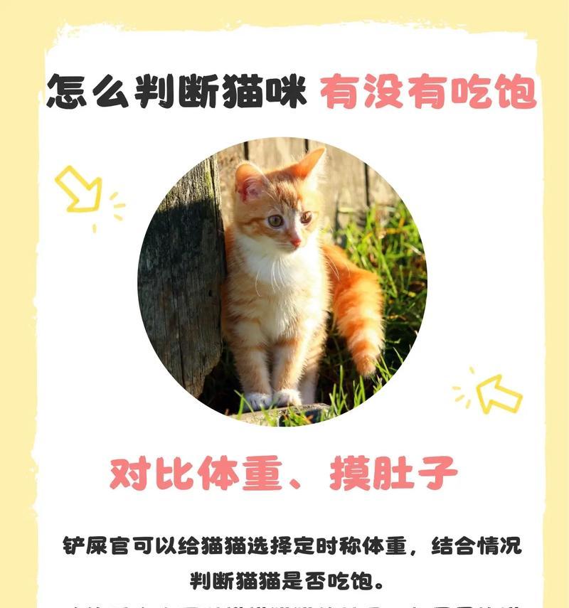 两只猫吃猫粮倒放是什么情况？行为背后的原因？