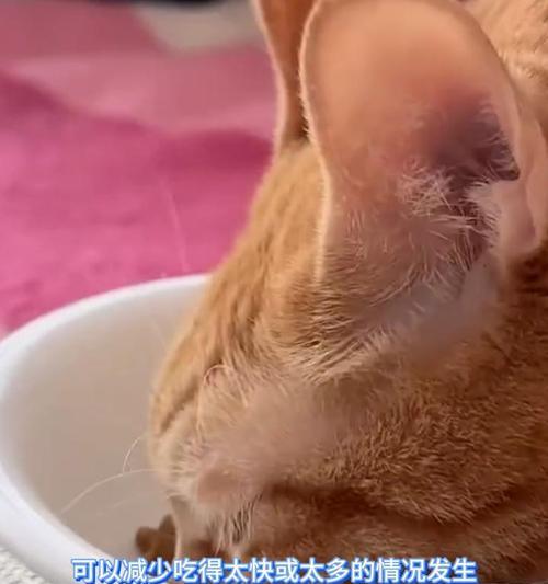 猫吃完猫粮后叫唤是何原因?