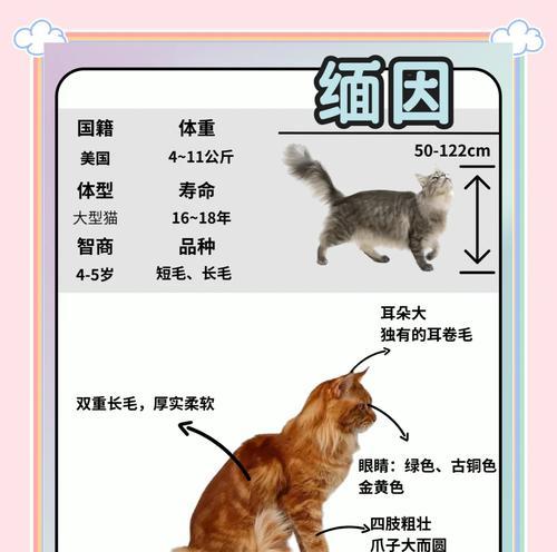 给缅因猫换粮的正确方法是什么?需要注意什么?