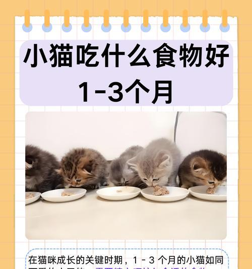 三个月大的猫咪应该吃什么猫粮？