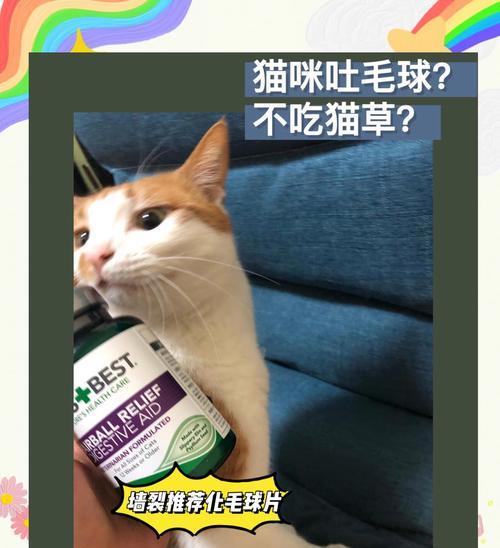 小猫为何偏爱吃草不吃猫粮?