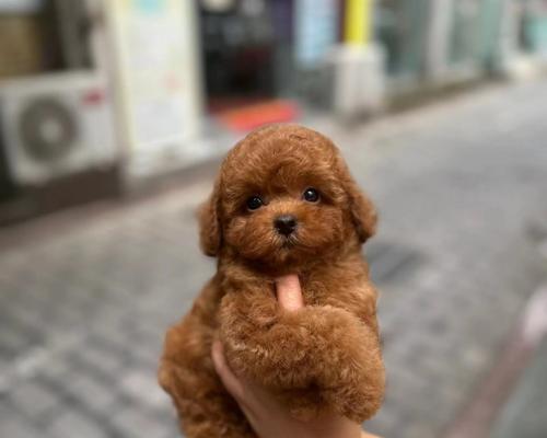 泰迪犬适合换哪种猫粮?