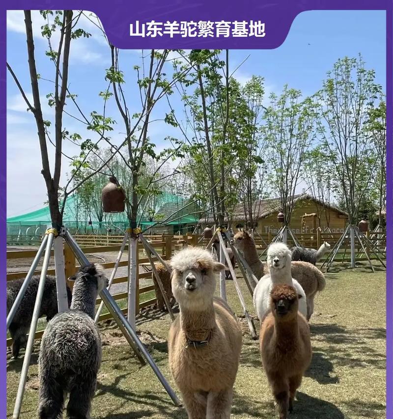 羊驼的名字一公一母是什么意思?羊驼的命名规则有哪些?