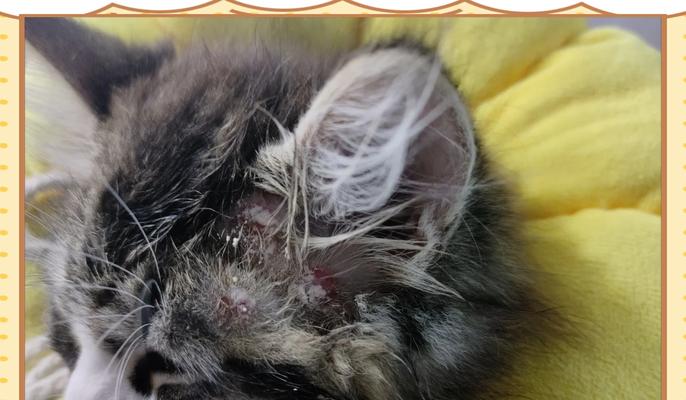 猫粮导致猫咪耳朵冒脓的原因是什么？
