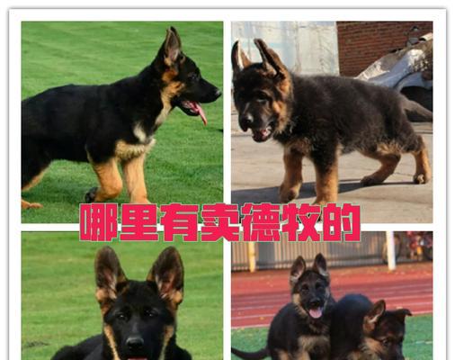 德牧希旗舰店正品吗？价格是多少？