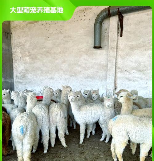 羊驼自咬尾巴的行为背后原因是什么?
