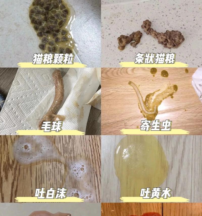 猫咪对新猫粮产生呕吐是为什么?