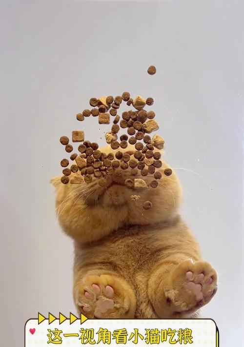 猫为何吃特定猫粮时特别开心?