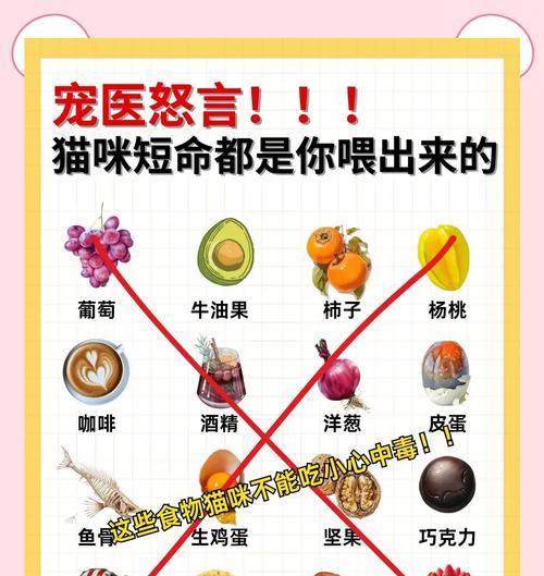 没有猫粮时猫咪可以吃什么替代食物?