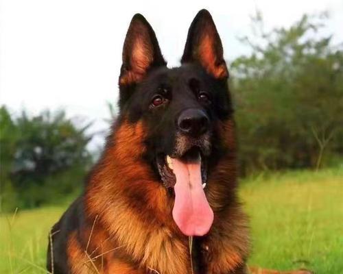 买大型德国牧羊犬需要多少钱?