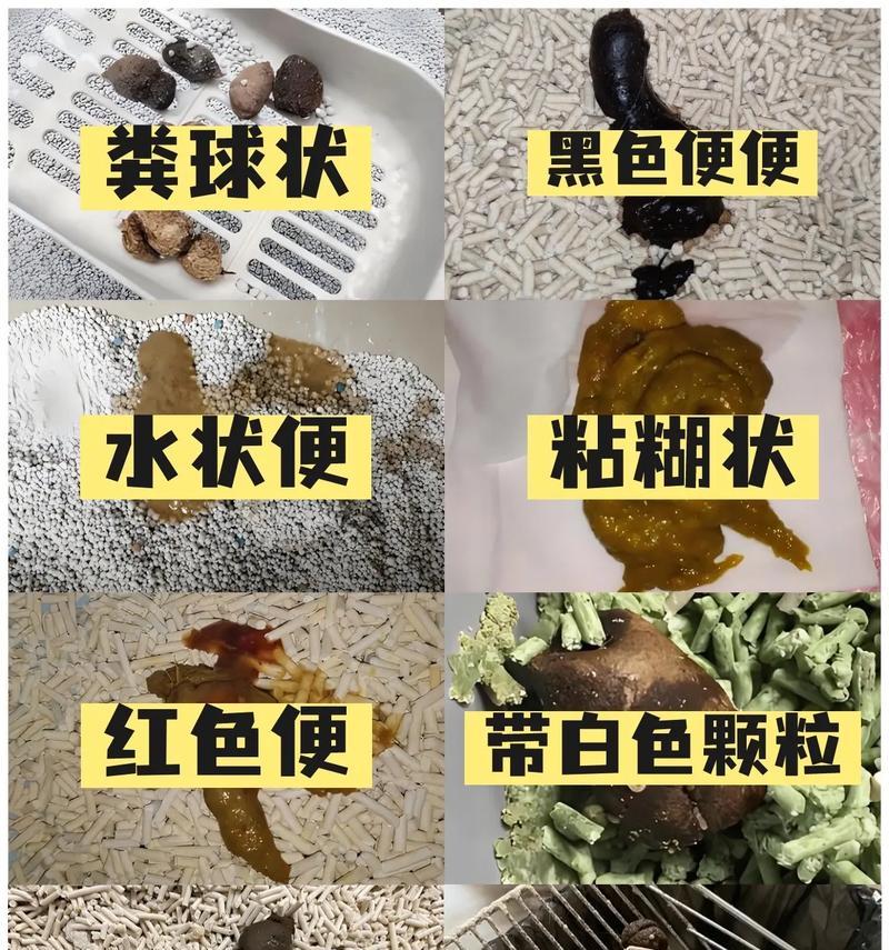 猫咪拉出的猫粮状粪便是什么问题?如何解决?