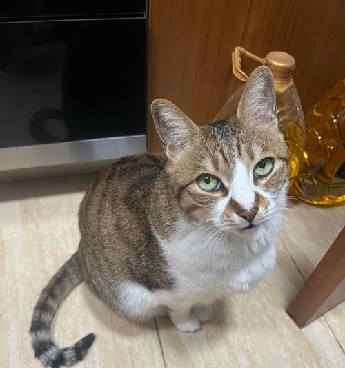 猫咪在打雷时吃猫粮会有什么反应?
