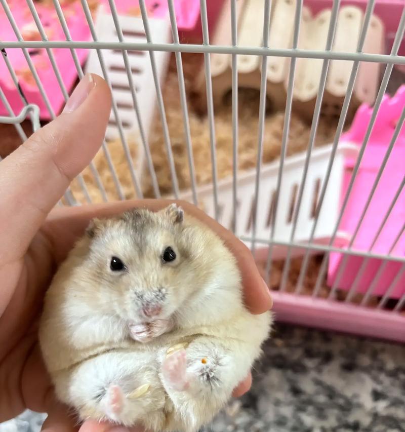 三线仓鼠和布丁仓鼠的正确食物是什么?